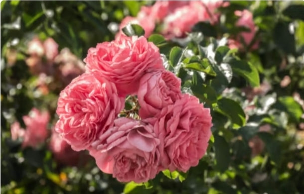 Damask Rose face oil with moringa Jojoba & Rosehip